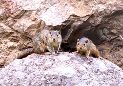 Notocitellus annulatus