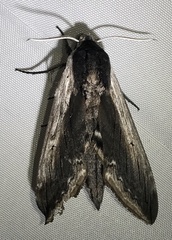 Sphinx drupiferarum