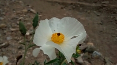 Argemone grandiflora