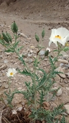 Argemone grandiflora