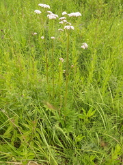 Valeriana officinalis