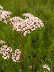 Valeriana officinalis