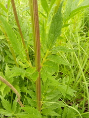 Valeriana officinalis