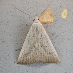 Macrochilo louisiana