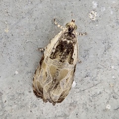 Olethreutes griseoalbana