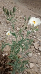 Argemone grandiflora