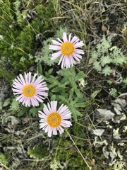 Aster alpinus vierhapperi