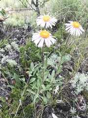 Aster alpinus vierhapperi