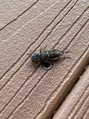 Xylotrechus nauticus