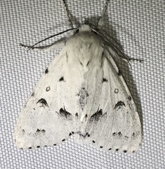 Acronicta vulpina