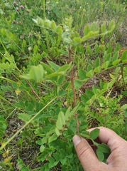 Caragana arborescens