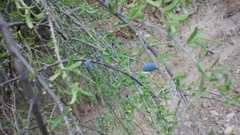 Forestiera phillyreoides