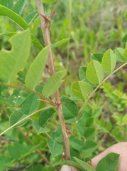 Caragana arborescens