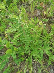 Caragana arborescens