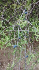 Forestiera phillyreoides