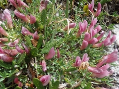 Trifolium nanum
