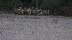 Opuntia polyacantha juniperina