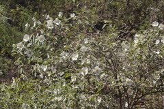 Philadelphus microphyllus madrensis