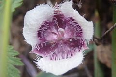 Calochortus elegans nanus