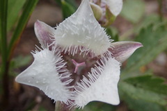 Calochortus elegans nanus
