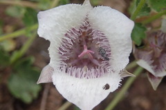 Calochortus elegans nanus