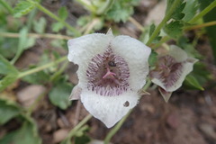 Calochortus elegans nanus