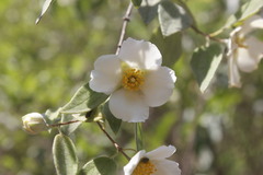 Philadelphus microphyllus madrensis