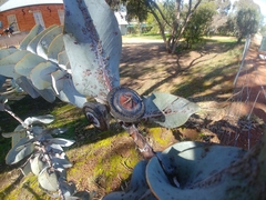 Eucalyptus macrocarpa