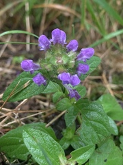Prunella vulgaris vulgaris