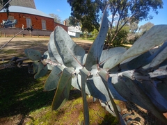 Eucalyptus macrocarpa