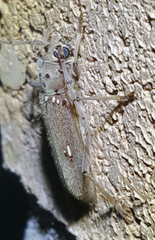 Eburia ovicollis