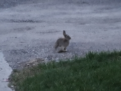 Sylvilagus nuttallii