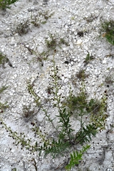 Scrophularia cretacea