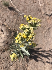 Oreocarya confertiflora