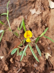 Zornia dyctiocarpa