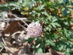 Trachymene procumbens