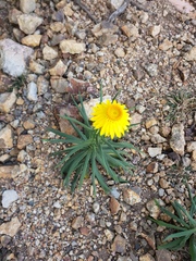 Xerochrysum bracteatum