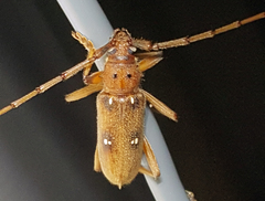 Eburia