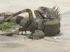 Iguana iguana