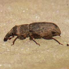 Dryophthorus americanus