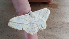 Eupterote bifasciata