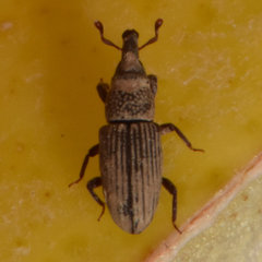 Dryophthorus americanus