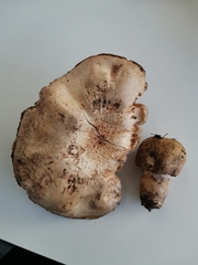 Agaricus porphyrocephalus