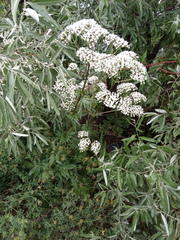 Valeriana officinalis
