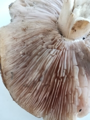 Agaricus porphyrocephalus