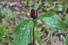 Trillium recurvatum