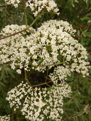 Valeriana officinalis