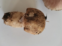 Agaricus porphyrocephalus