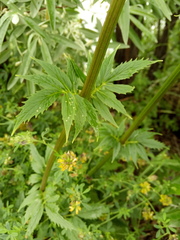 Valeriana officinalis