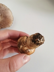 Agaricus porphyrocephalus